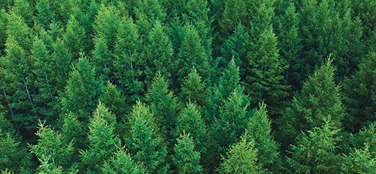 a view of a pine tree forest from above